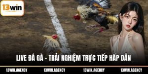 live đá gà